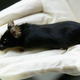 Illustration for article titled Should We Stop Testing On Animals?